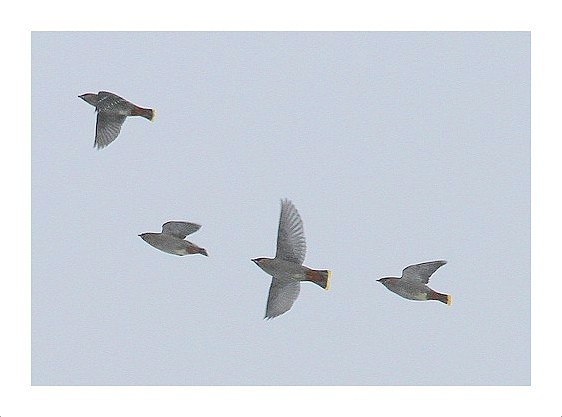 Bohemian Waxwings in Flight