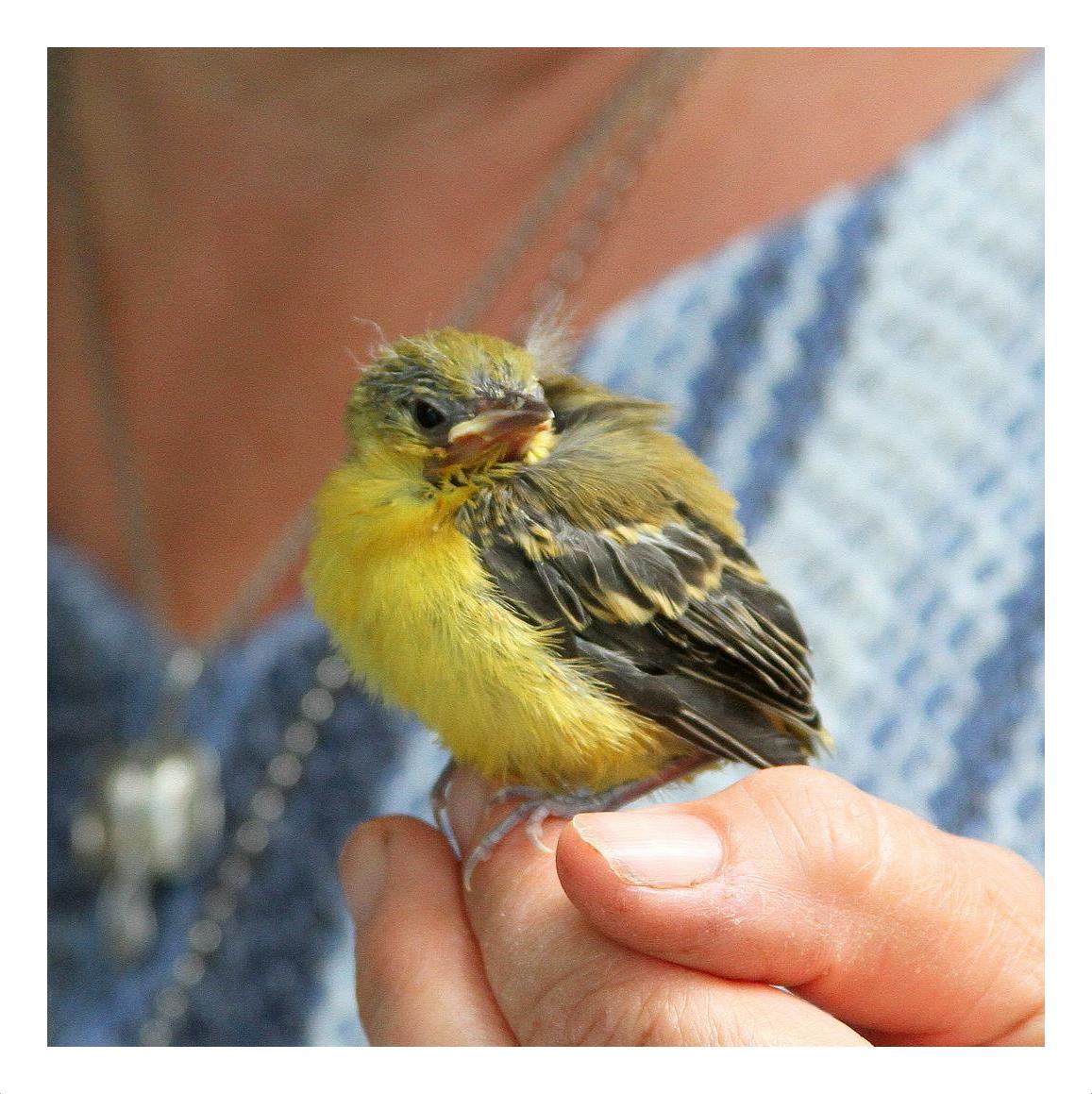 Baby Orchard Oriole