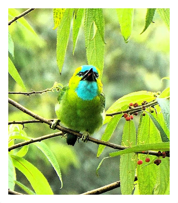 Golden-naped Barbet