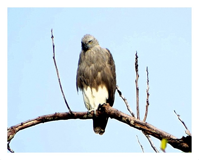 Lesser Fish Eagle
