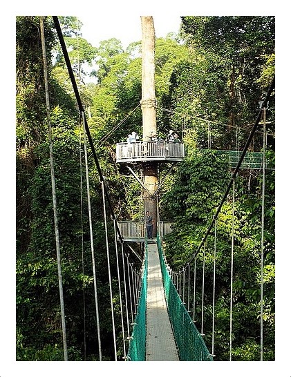 Canopy Walkway