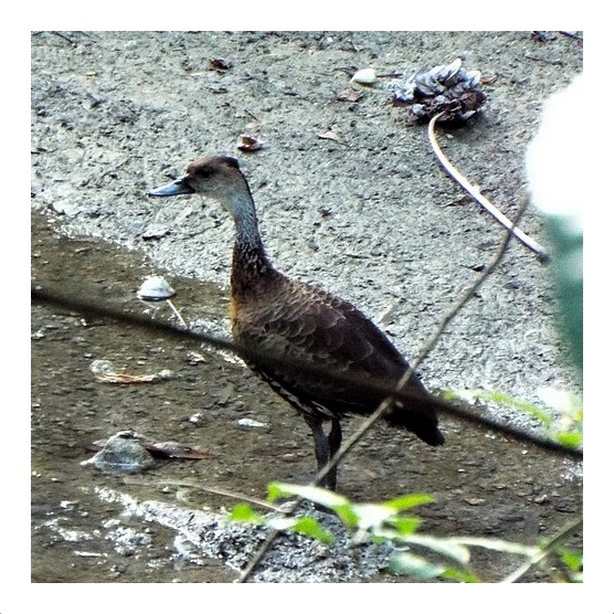 West Indian Whistling Duck