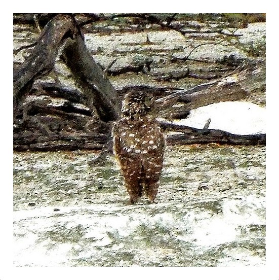 Juvenile Burrowing Owl
