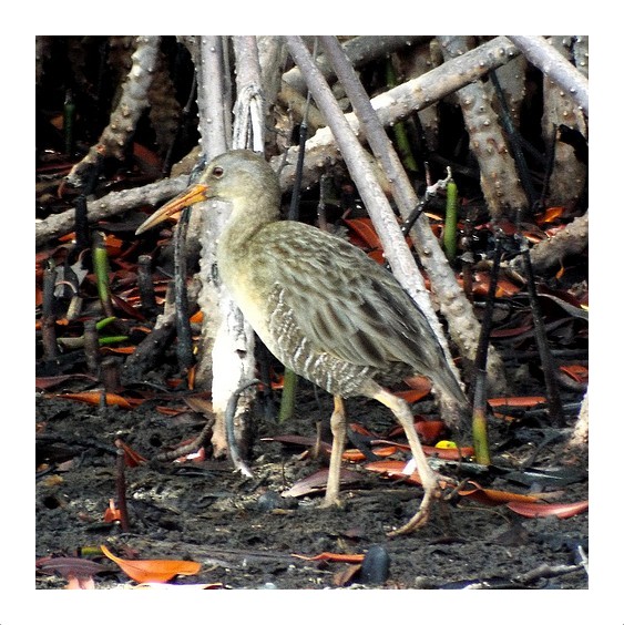 Clapper Rail