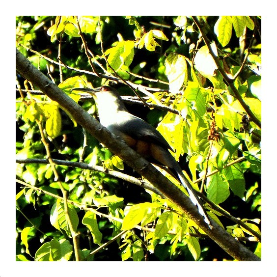 Hispaniolan Lizard-Cuckoo