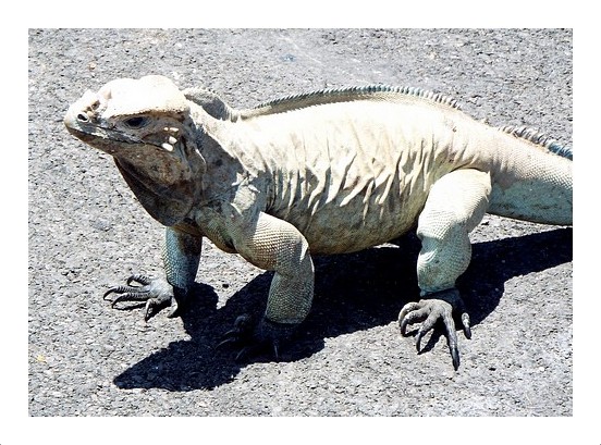 Rhinoceros Iguana