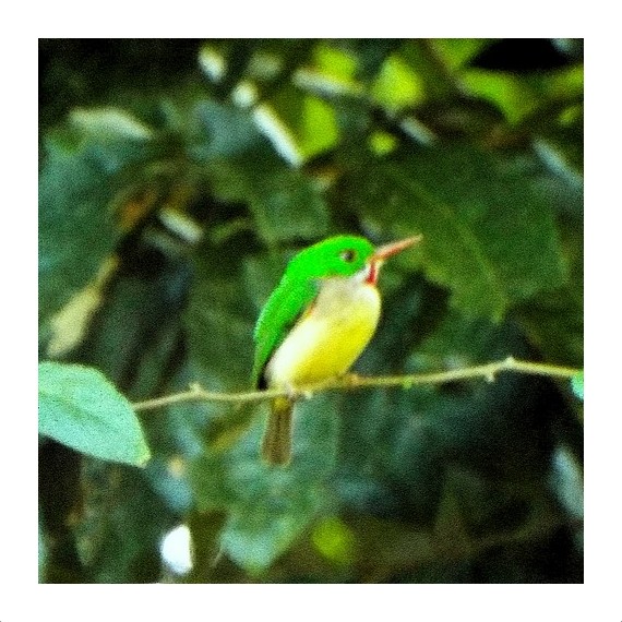 Broad-billed Tody