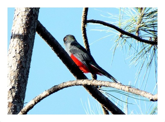 Hispaniolan Trogon