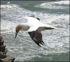 Australaisan Gannet