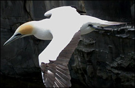 Australaisan Gannet