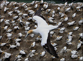 Australaisan Gannet