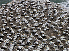 Australaisan Gannet