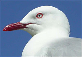 Red-billed Gull