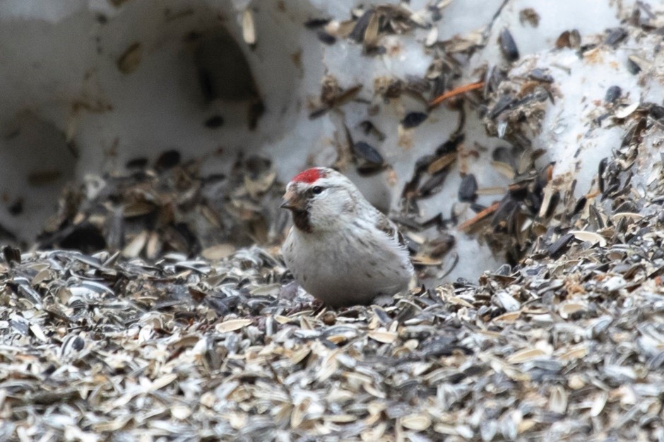 Arctic Redpoll