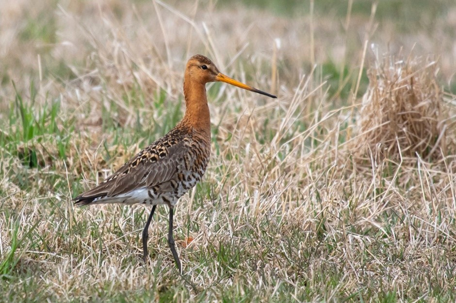 Black-tailed Godwit