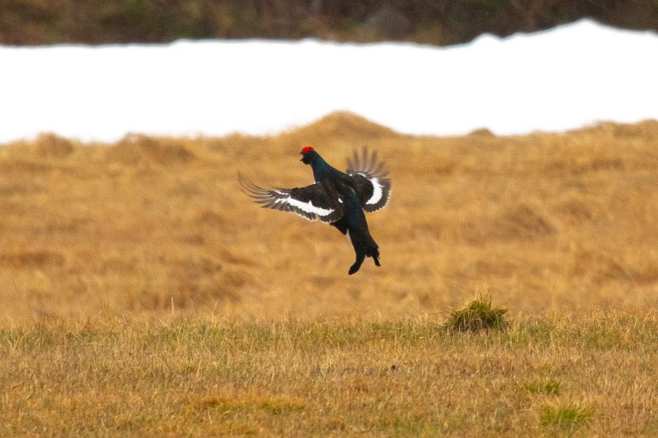 Black Grouse