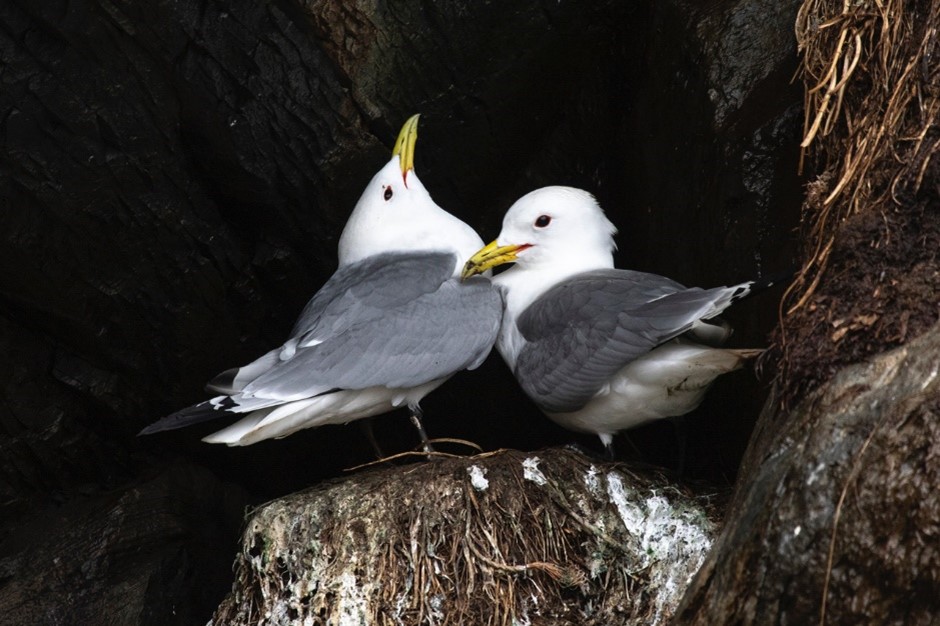 Black-legged Kittiwakes