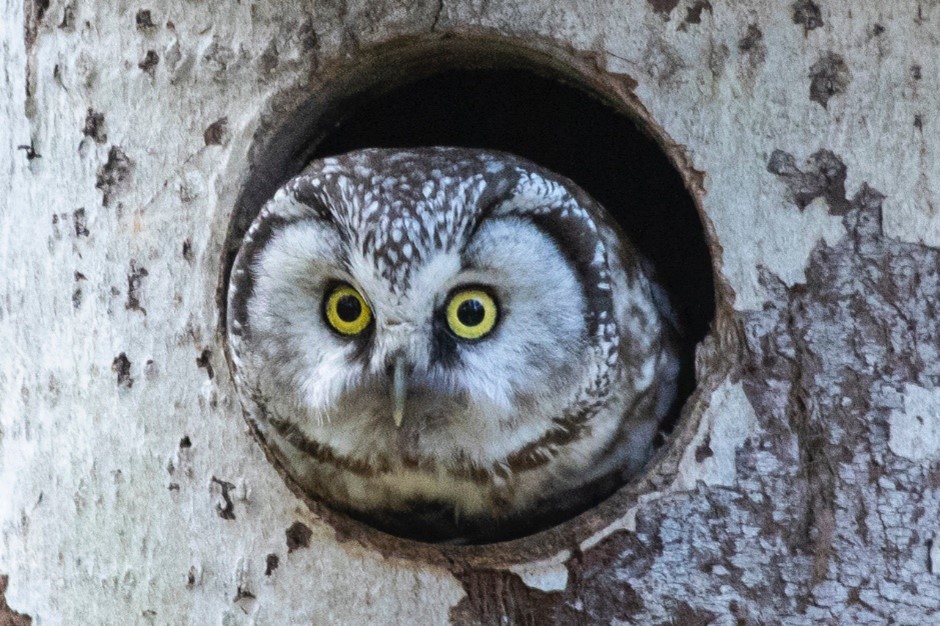 Boreal Owl-Tengmalm's Owl