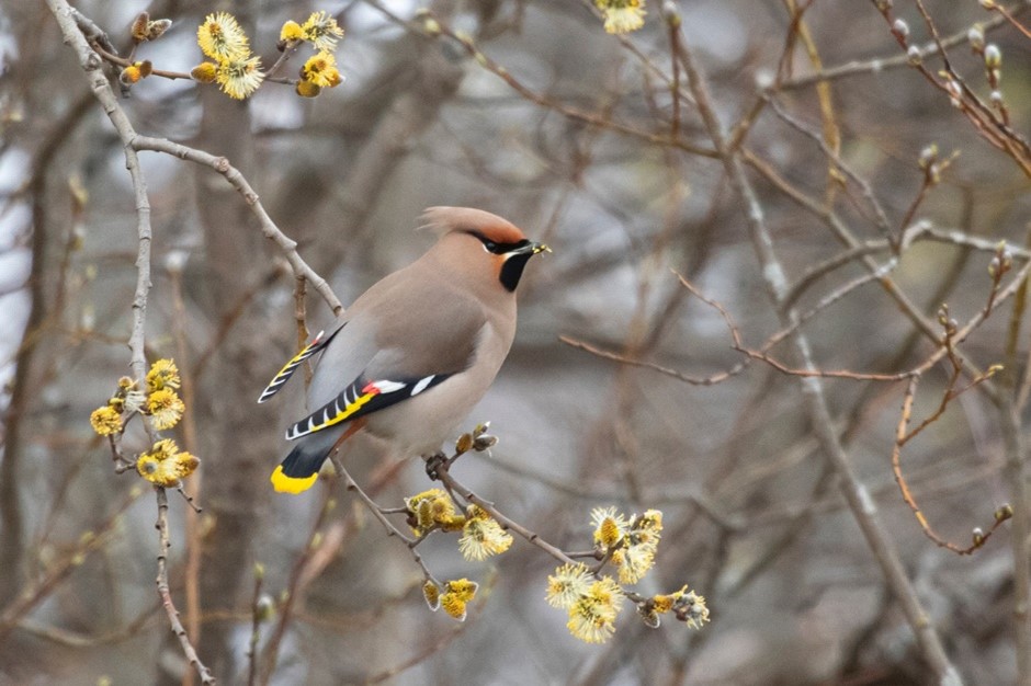 Bohemian Waxwing