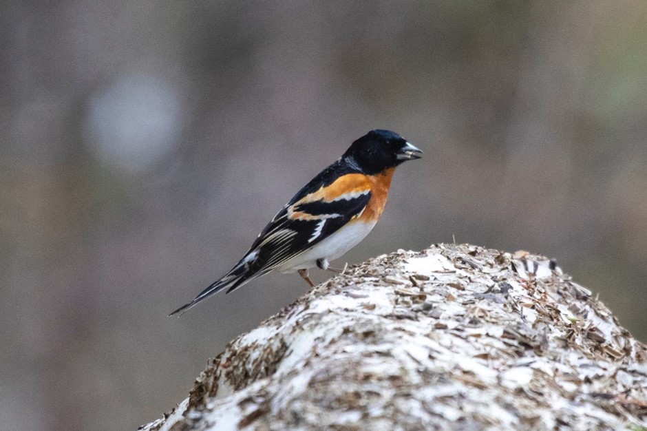 Brambling