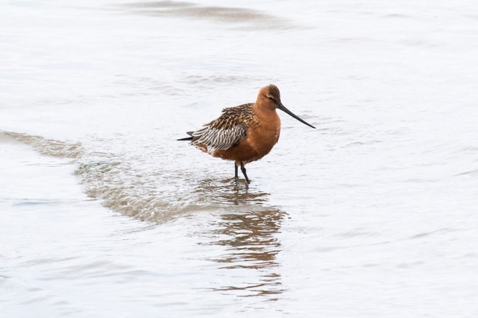 Bar-tailed Godwit