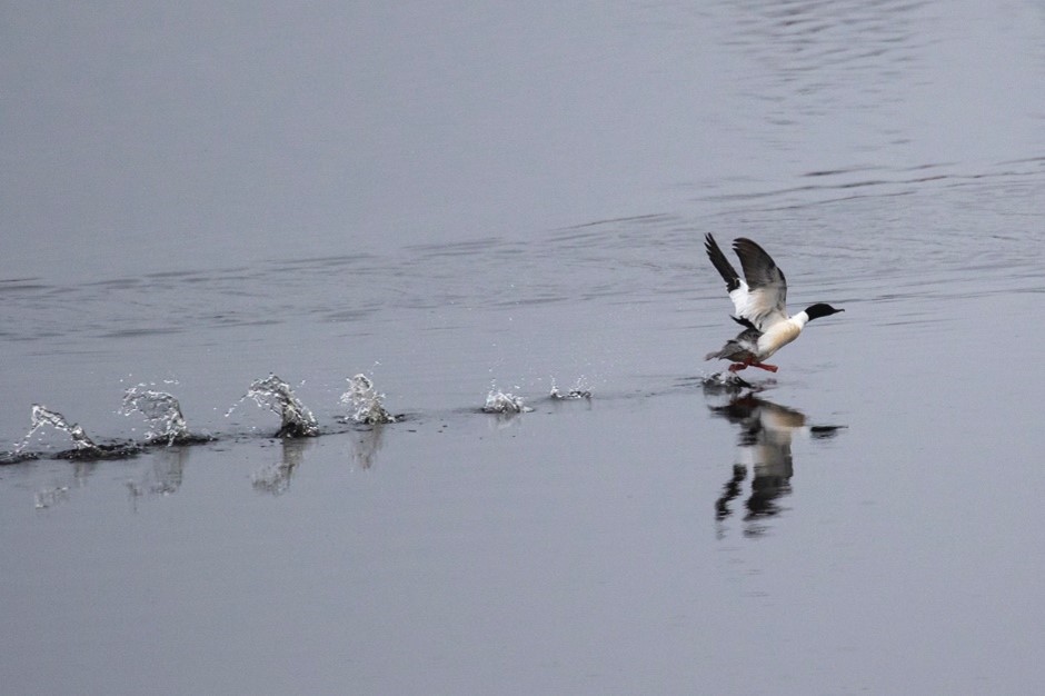 Common Merganser (Goosander) male