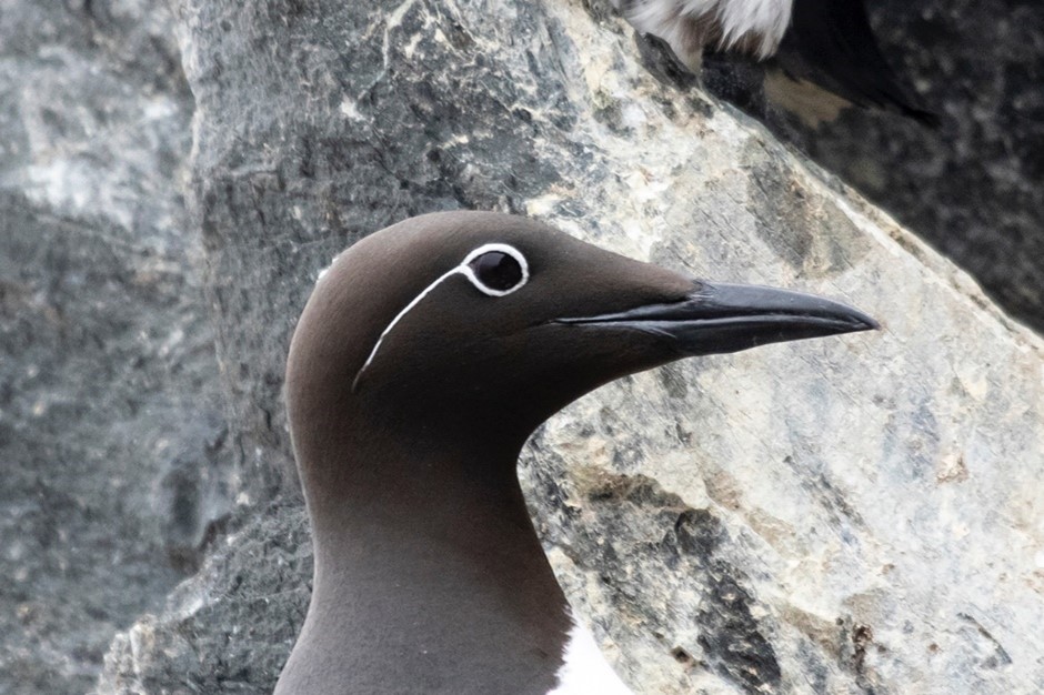 Common Murre