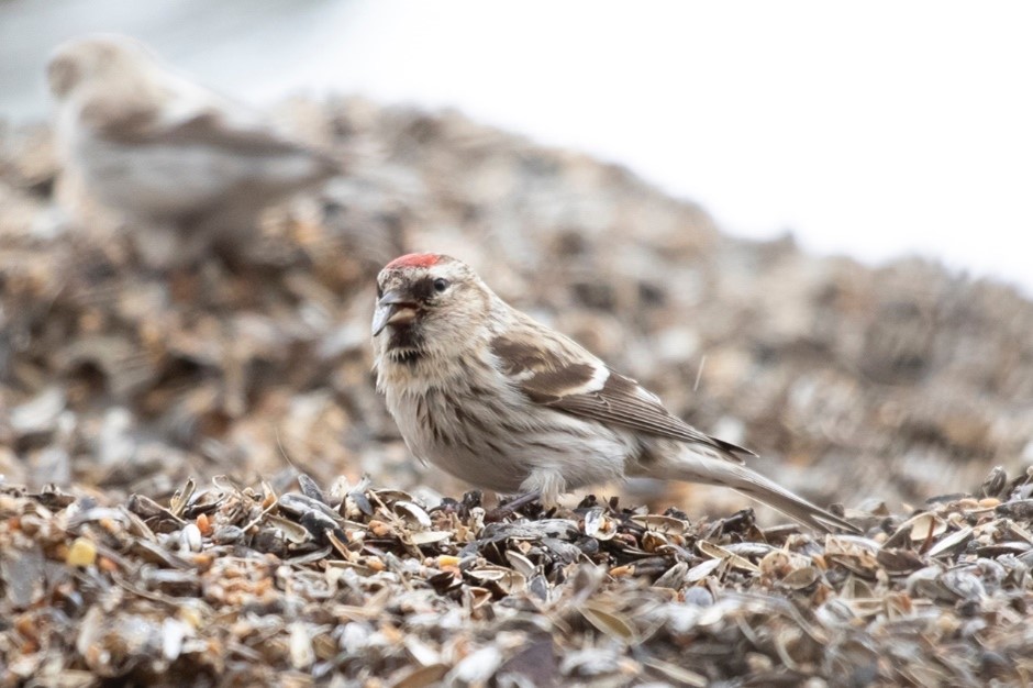 Common Redpoll