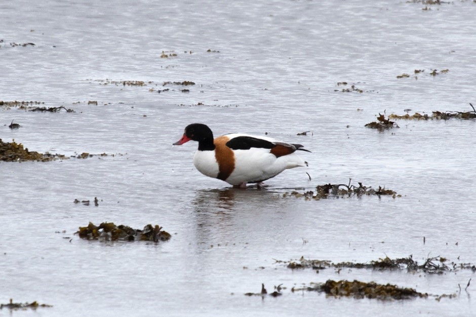 Common Shelduck