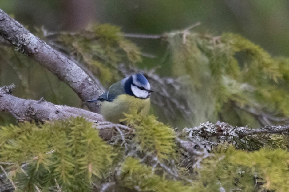 Eurasian Blue Tit