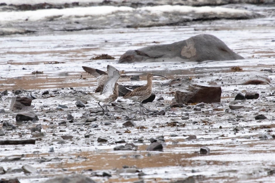 Eurasian Curlew