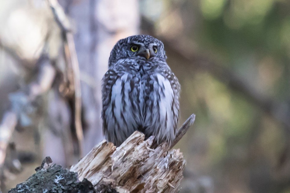 Eurasian Pygmy Owl