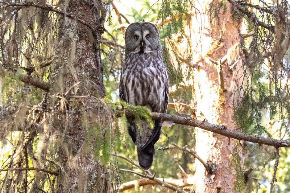 Great Gray Owl