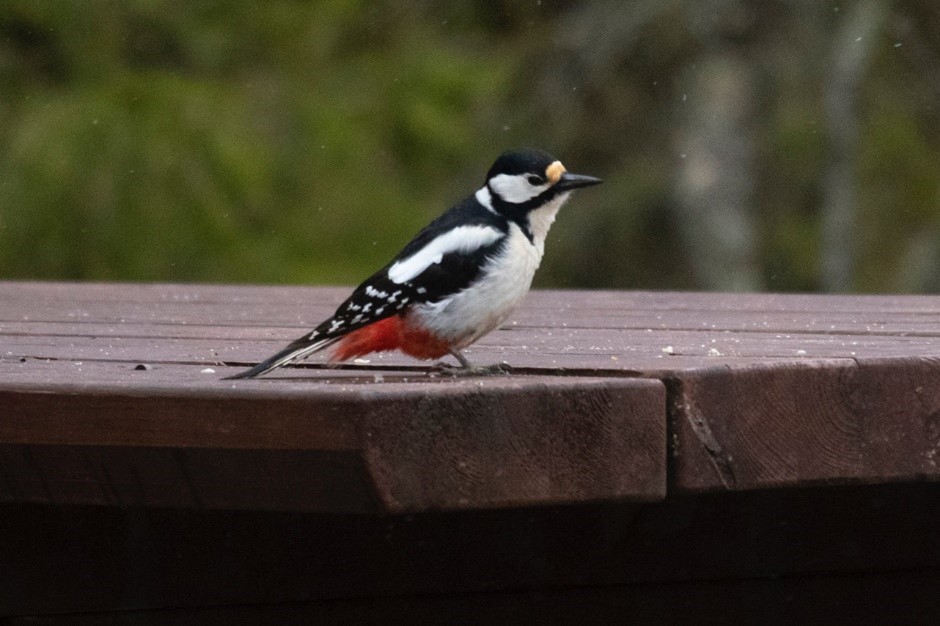 Great Spotted Woodpecker