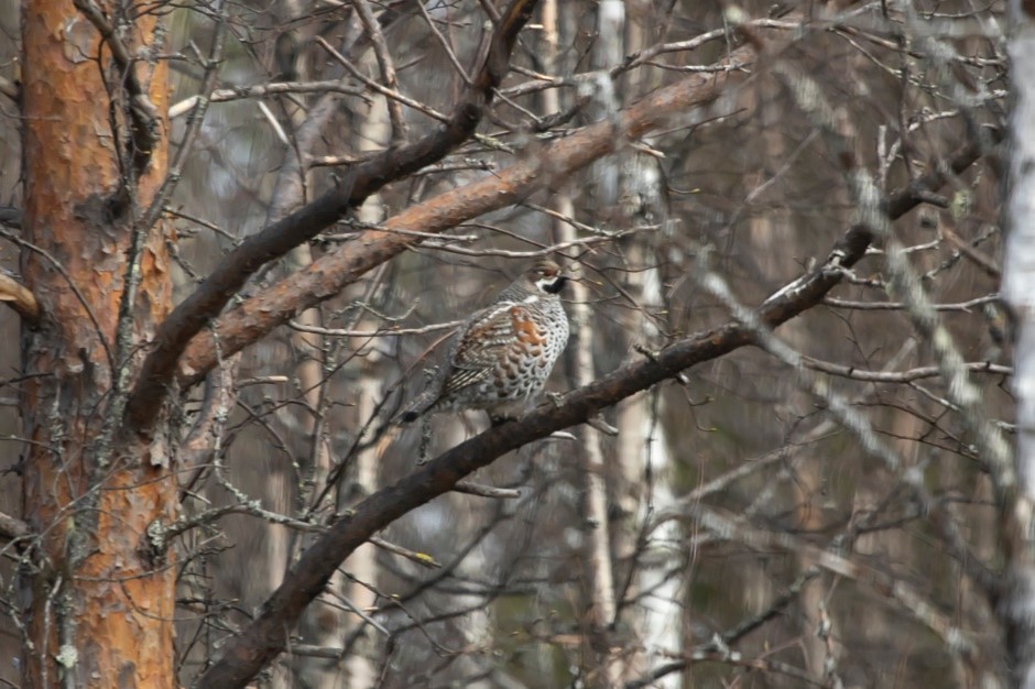 Hazel Grouse (male)