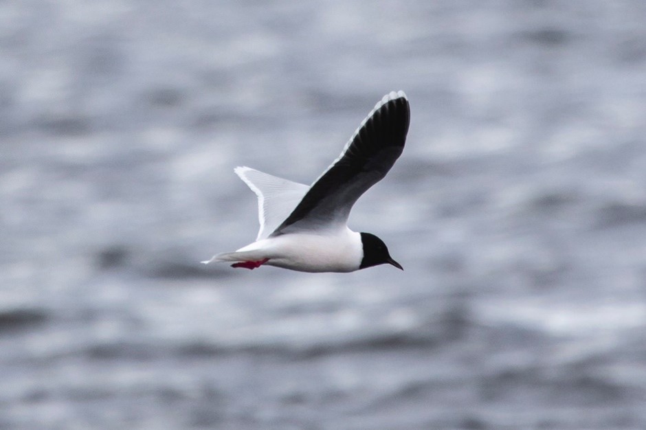 Little Gull