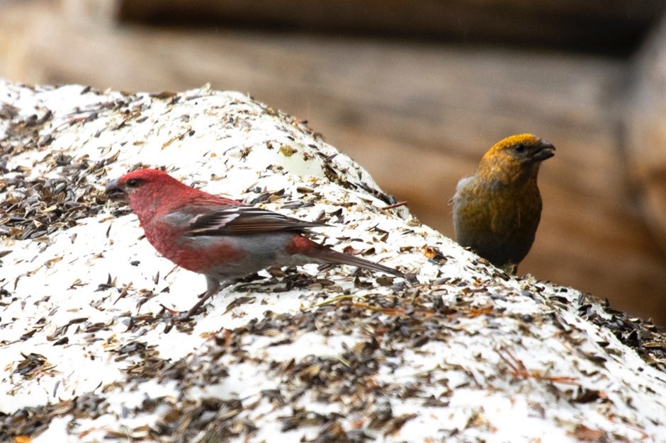 Pine Grosbeak