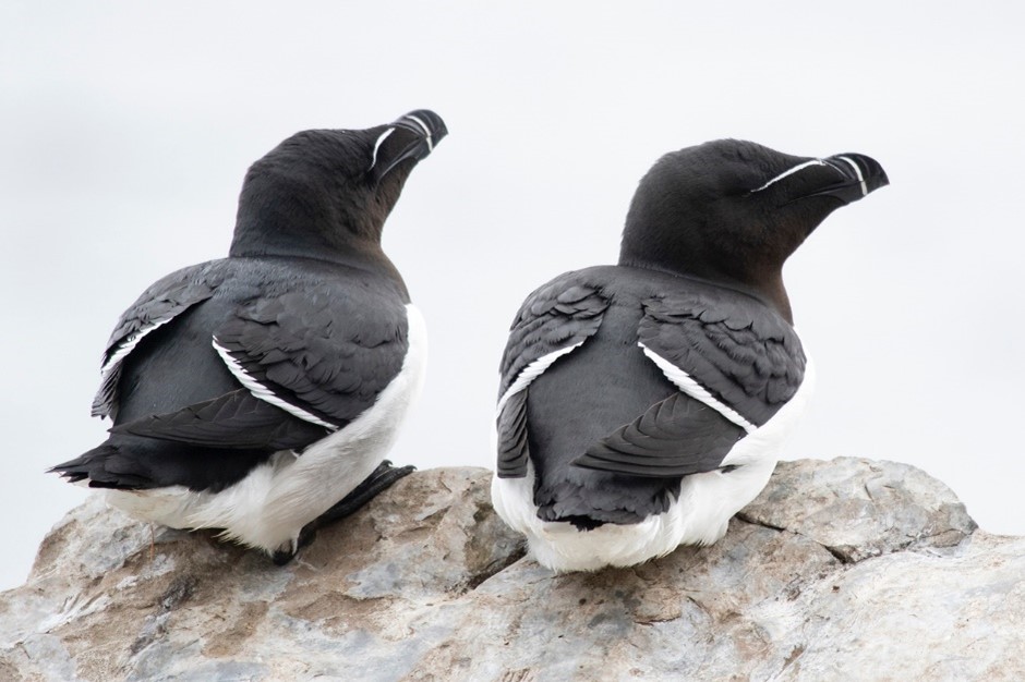 Razorbills