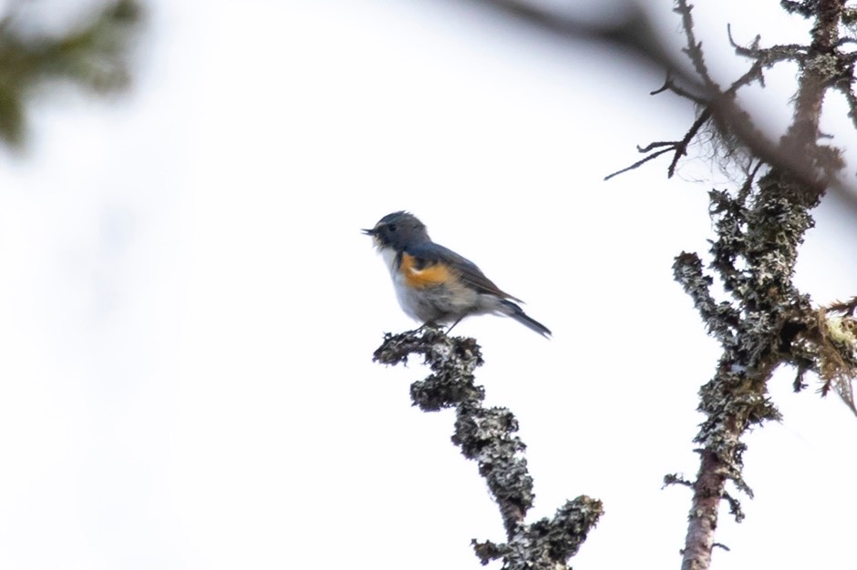 Red-flanked Bluetail