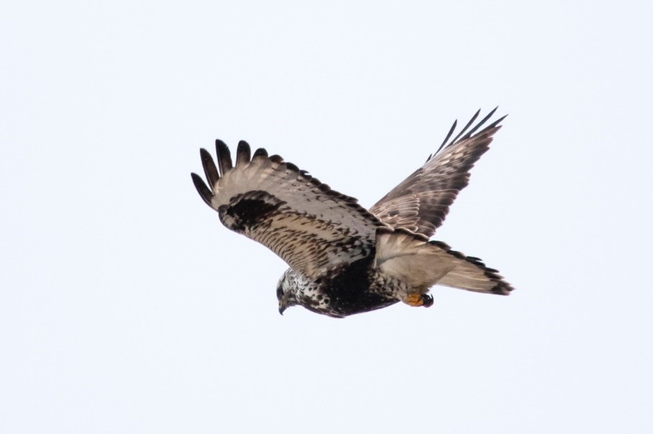 Rough-legged (Hawk) Buzzard