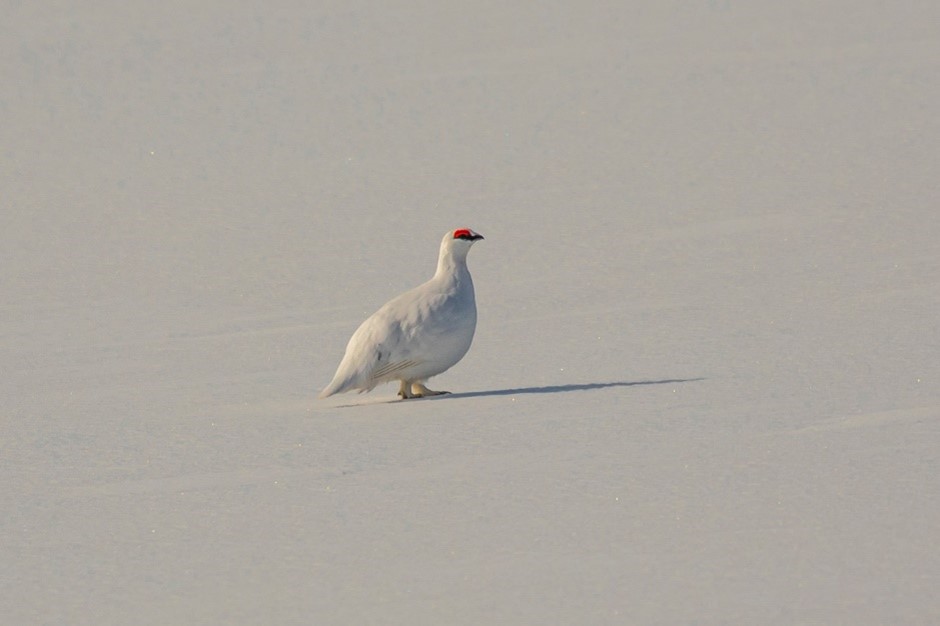 Rock Ptarmigan