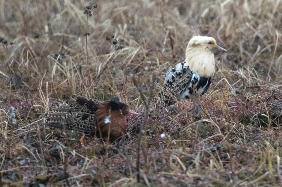 Pair of Ruff