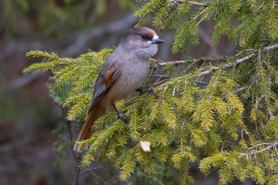 Siberian Jay