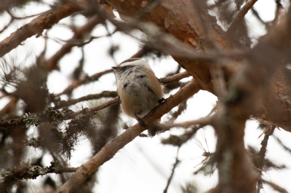 Siberian Tit