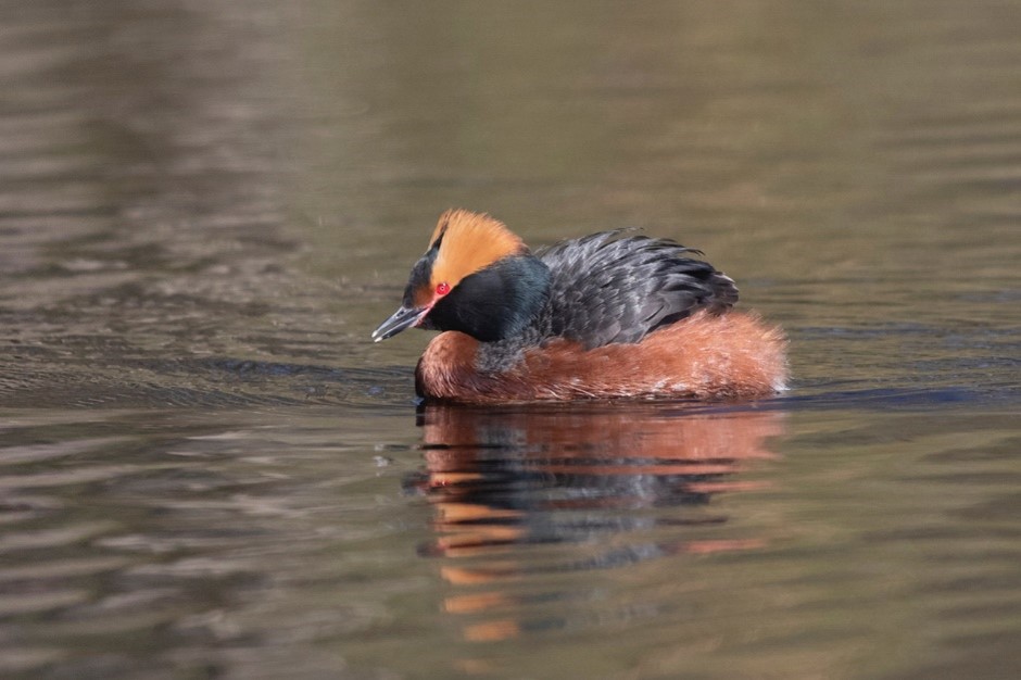 Slavonian Grebe (Horned Grebe)