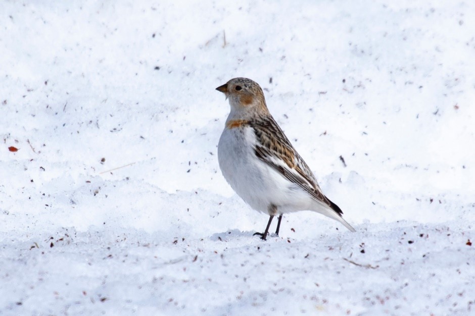 Snow Bunting (female)