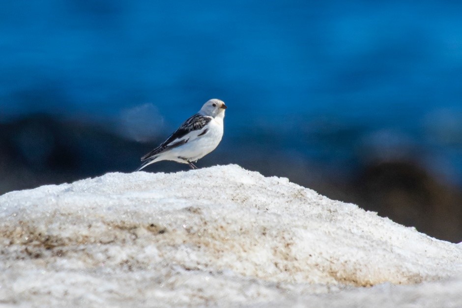 Snow Bunting (male)