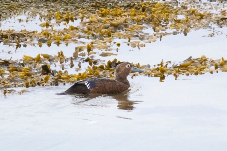 Steller's Eider (female)