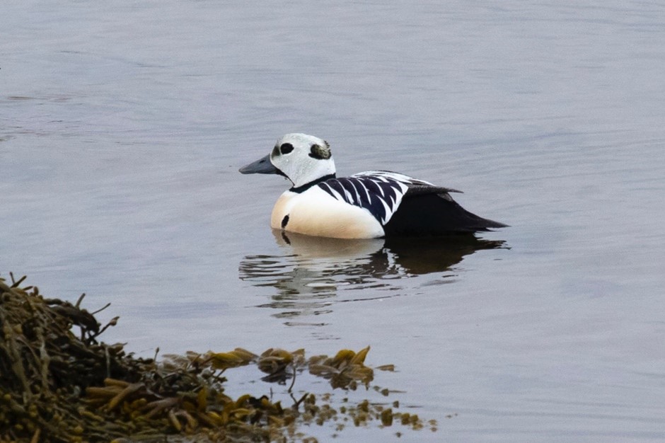 Steller's Eider (male)