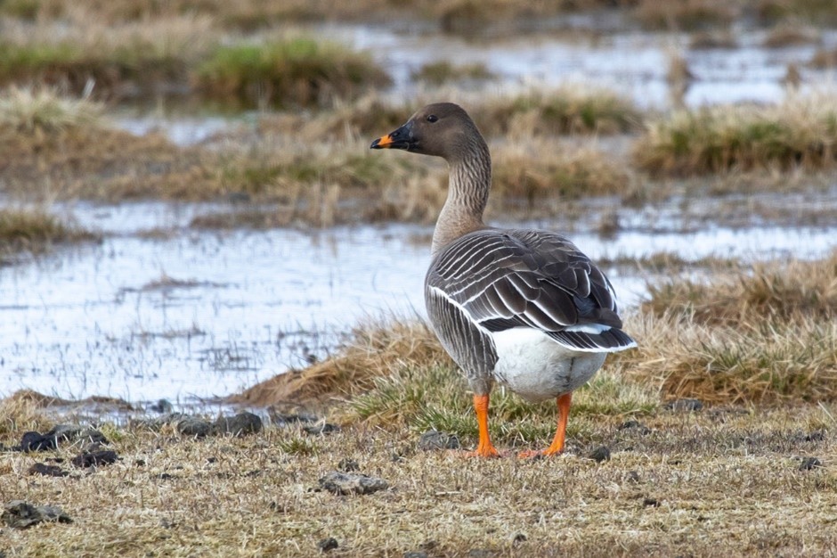 Tundra Bean Goose